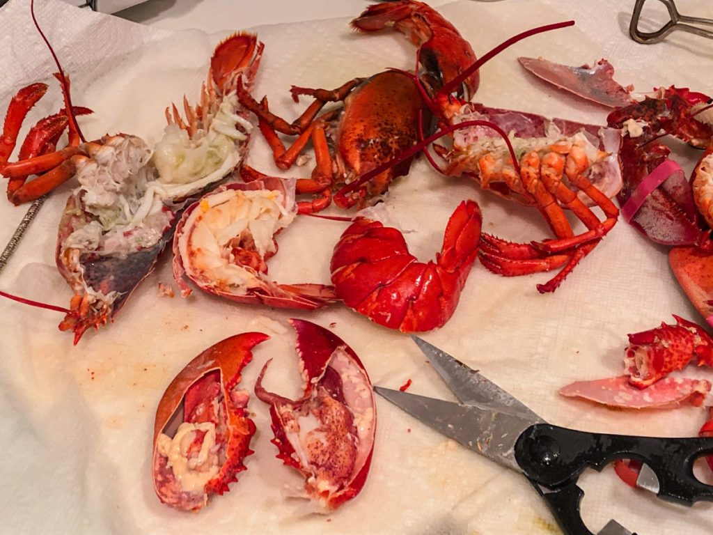 lobster cut up on paper towels with scissors 